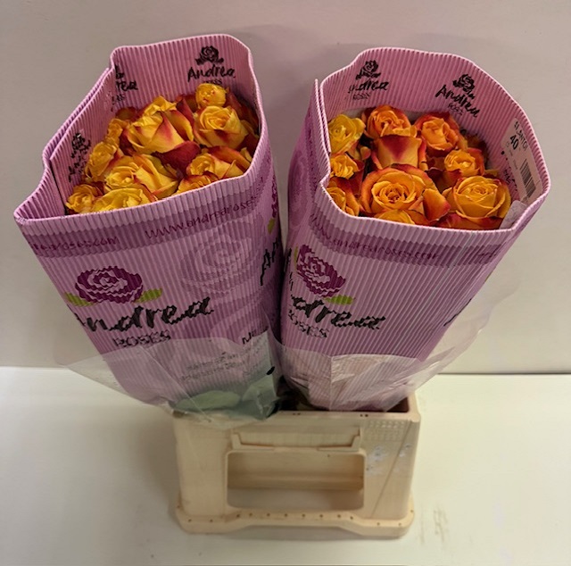 Rosa ec silanthoi AN.jpg